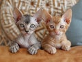 Two Devon Rex kittens are sitting on the couch and looking at the camera. Royalty Free Stock Photo