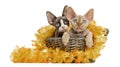 Two Devon rex in a wicker basket isolated on white Royalty Free Stock Photo