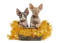 Two Devon rex in a wicker basket isolated on white Royalty Free Stock Photo