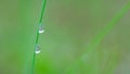 Two Dew Drops Glowing on Grass Blade Royalty Free Stock Photo