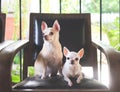 Two difference size Chihuahua dogs sitting on black vintage armchair with balcony fence and garden background Royalty Free Stock Photo