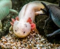 Two different axolotls