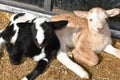 Baby lambs on the farm