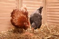 Two different beautiful chickens with eggs on hay in henhouse Royalty Free Stock Photo