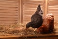 Two different beautiful chickens with eggs on hay in henhouse Royalty Free Stock Photo