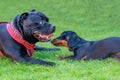 Two different breeds of dog, a Staffordshire Bull Terrier dog and a Miniature Dachshund puppy lying on grass after playing. Royalty Free Stock Photo