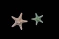 Two different color starfish isolated on black background. Royalty Free Stock Photo