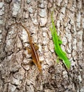 Two lizards on a tree. Royalty Free Stock Photo