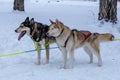 Two different colored Sibirian Husky dogs standing in the snow with harnes for dog sled connected