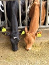 Two different cows farm agriculture bovine milk