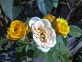 two different colors of roses in a tree Royalty Free Stock Photo