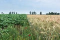 Two different cultures, wheat and sunflowers, same hope for the Royalty Free Stock Photo