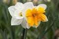 Two different daffodils grow in a flower bed. One narcissus is white, the other with a yellow center, background Royalty Free Stock Photo