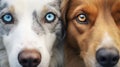 Two different dogs has beautiful blue eyes, a macro look Royalty Free Stock Photo