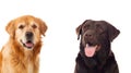 Two different dogs Royalty Free Stock Photo