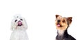 Two different dogs looking up Royalty Free Stock Photo