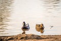 Two different ducks in lake water Royalty Free Stock Photo