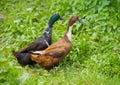 Two different genders ducks on meadow Royalty Free Stock Photo