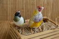 Two different Gouldian Finches that change their feathers, Royalty Free Stock Photo
