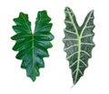 Two different green heart shaped leaves tropical plant isolated on white background, clipping path