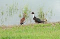 Two different kinds of ducks hanging together