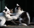 Two different kittens play sitting on a dark background