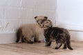 Two different kittens are standing on the floor near the wall and looking away. There is cloth mouse toy on the floor