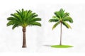 Two Distinct Palm Trees - Isolated Stock Image Royalty Free Stock Photo