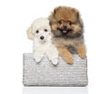 Poodle puppy and young Spitz dog in the basket