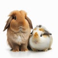 Two different rabbits isolated on white background close-up, cute pets, Royalty Free Stock Photo