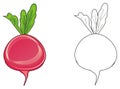 Two different radishs