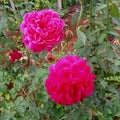two different roses even though they are still the same plant