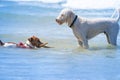 Two dogs in surf playing with stick Royalty Free Stock Photo