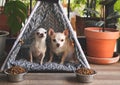 Two different size Chihuahua dogs sitting in  gray teepee tent  with dog food bowl between house plant pot in balcony, looking at Royalty Free Stock Photo