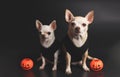 Two different size  short hair  Chihuahua dogs sitting on black background with plastic halloween pumpkins Royalty Free Stock Photo