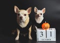 Two different size  short hair  Chihuahua dogs sitting on black background with wooden calendar October 31 and plastic halloween Royalty Free Stock Photo