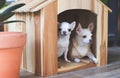 Two different size  short hair  Chihuahua dogs sitting in wooden dog house, small dog looking at camera while big dog looking Royalty Free Stock Photo