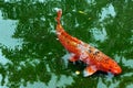 KOI, jinli or nishikigoi fish