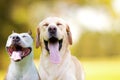 Two different smiling dogs with happy expression and closed eyes