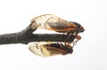 Two different species of Brood X 17-year periodical cicada.