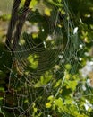 Two different spider nets integrate