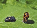 Two different stages of life cicle of ladybird - larvae and pupa Royalty Free Stock Photo