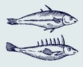 Two different sticklebacks in side view