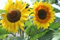 Two Different Sunflowers Royalty Free Stock Photo