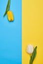 Two different tulips with a copy space