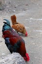 Two different type of cocks. Beautiful colorful feathers Royalty Free Stock Photo