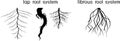 Different types of root systems: tap and fibrous root systems