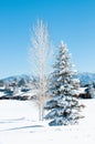 Snow covered trees