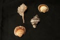 Two different welk shells with two scallop shells Royalty Free Stock Photo