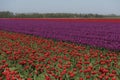 Two differnt color tulp field, vibrant red and purple color tulps. Pure color and bright light on farmland. Holland tradition tulp